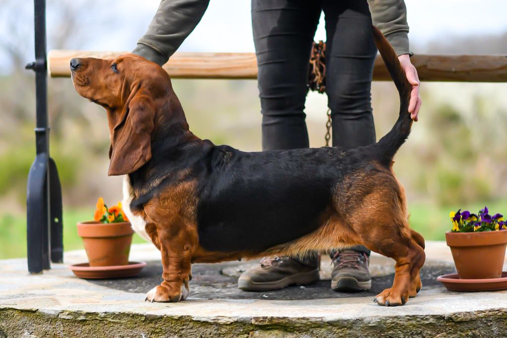 Les Basset Hound de l'affixe Des Poe D'Hina