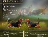  - Des bébés bassets arrivent!