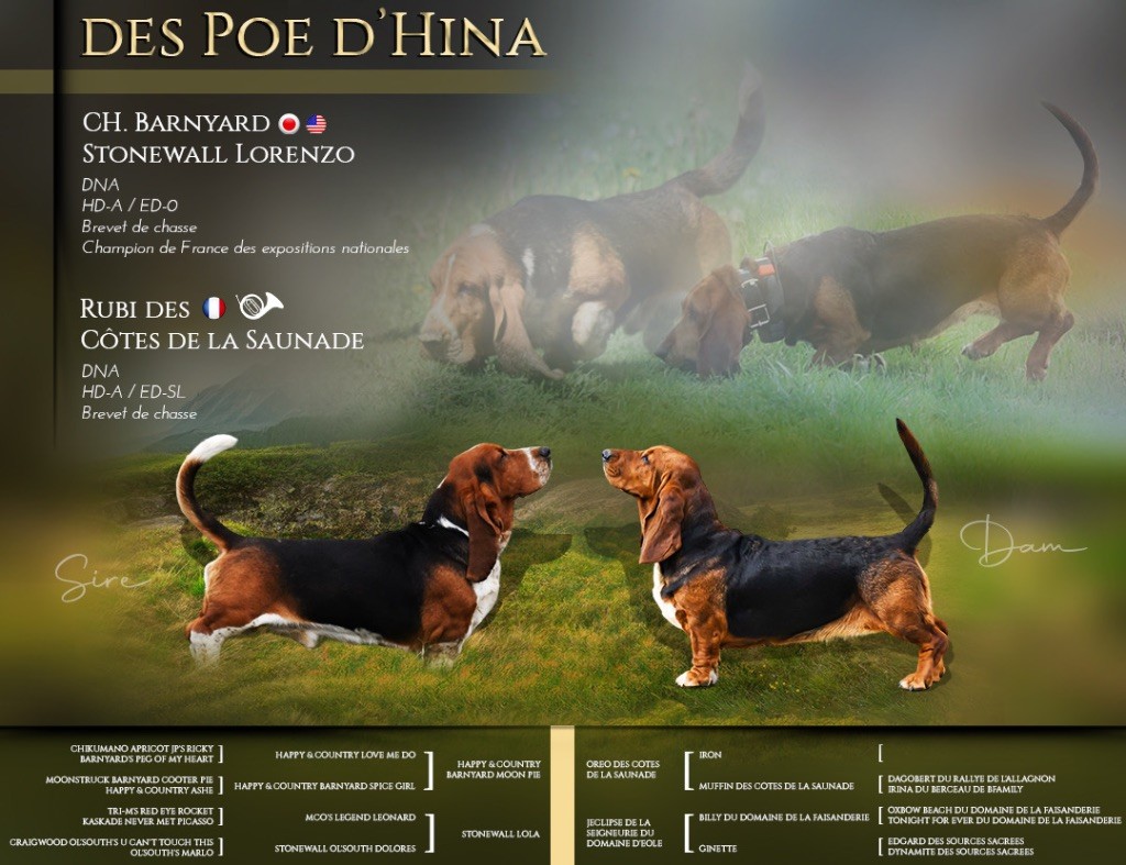 chiot Basset Hound Des Poe D'Hina