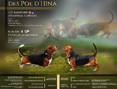 Des Poe D'Hina - Basset Hound - Portée née le 01/09/2024