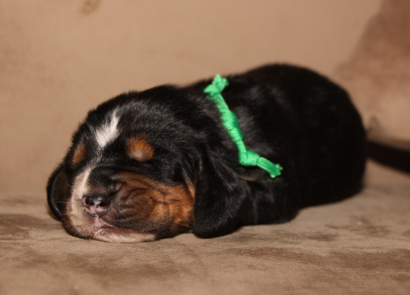Des Poe D'Hina - Chiots disponibles - Basset Hound