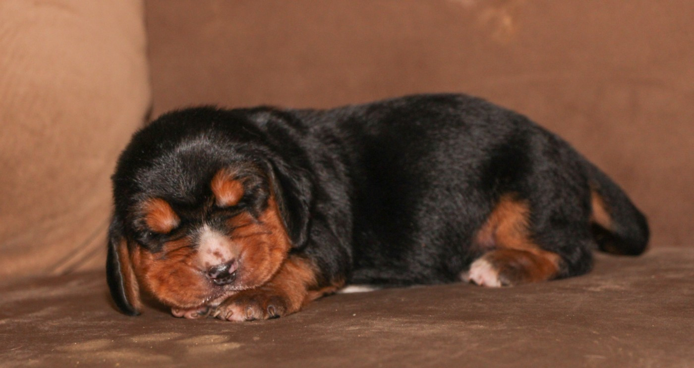 Des Poe D'Hina - Chiots disponibles - Basset Hound