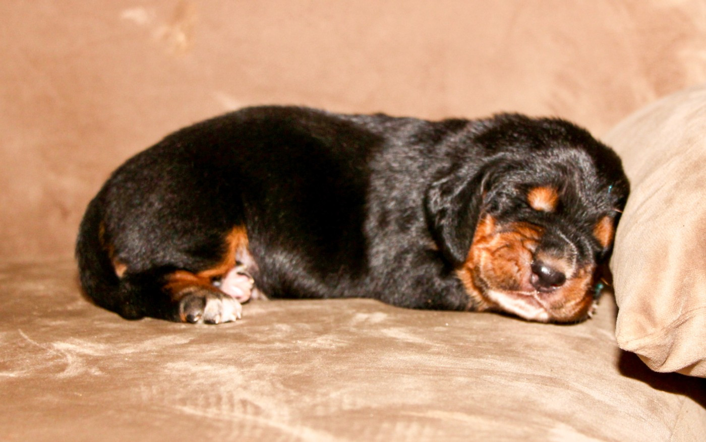 Des Poe D'Hina - Chiots disponibles - Basset Hound