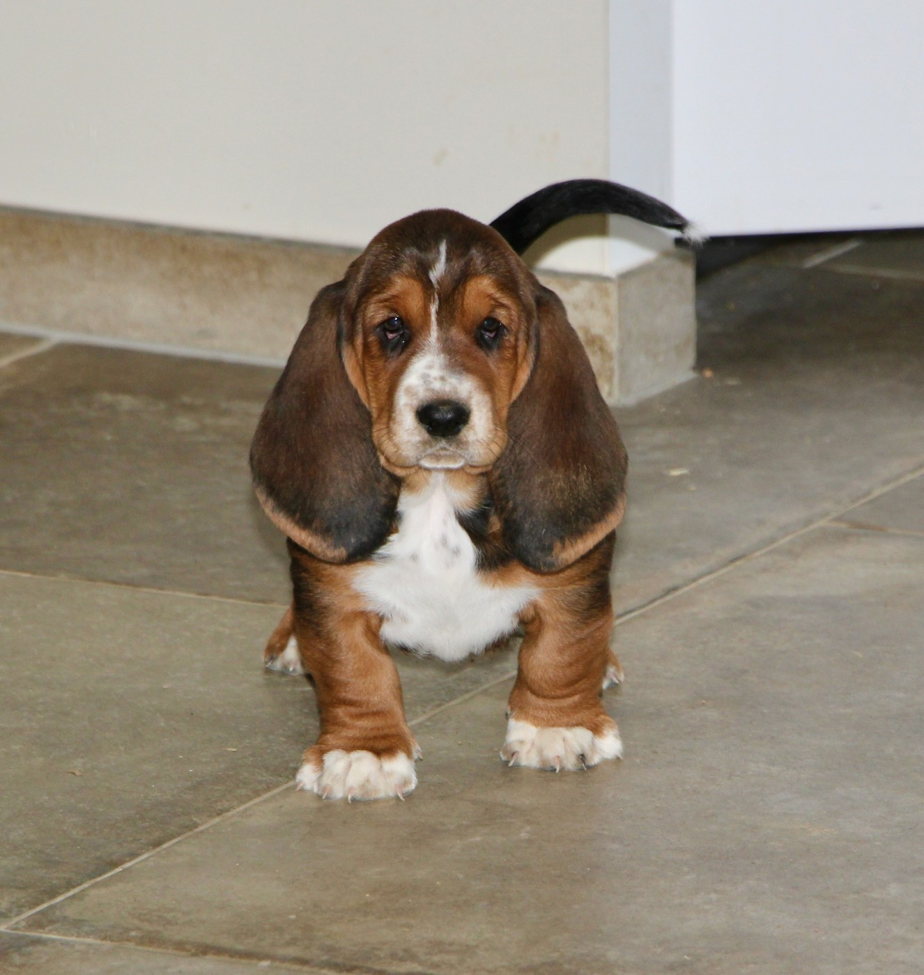 Des Poe D'Hina - Basset Hound - Portée née le 08/12/2025