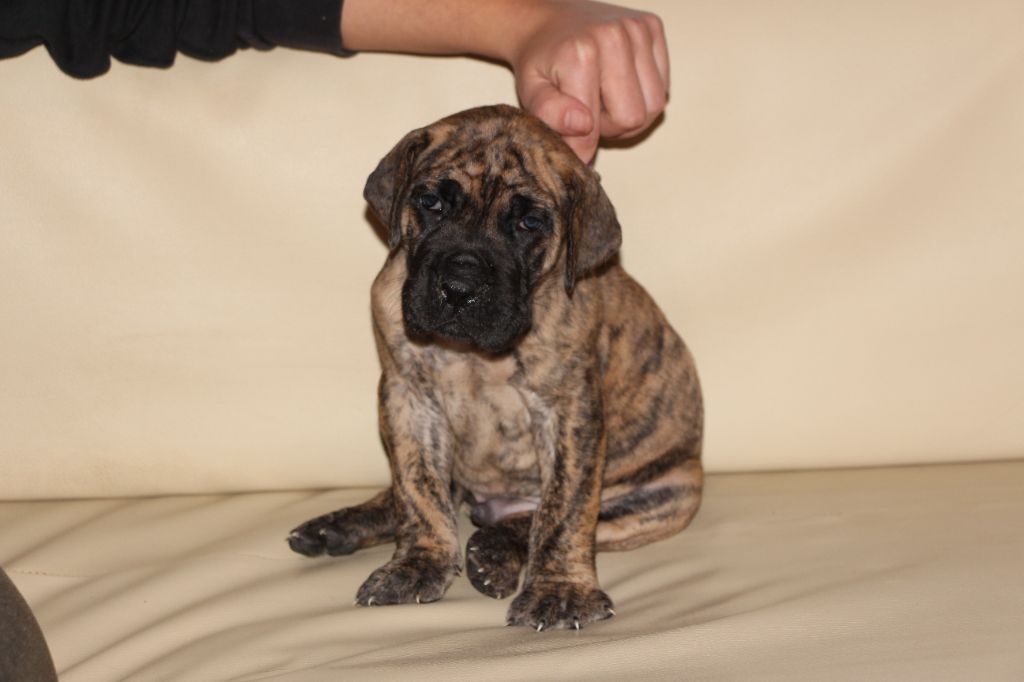 Des Poe D'Hina - Dogue allemand - Portée née le 19/11/2022